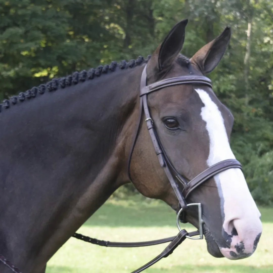 Black Oak 'Spruce' Hunter Bridle