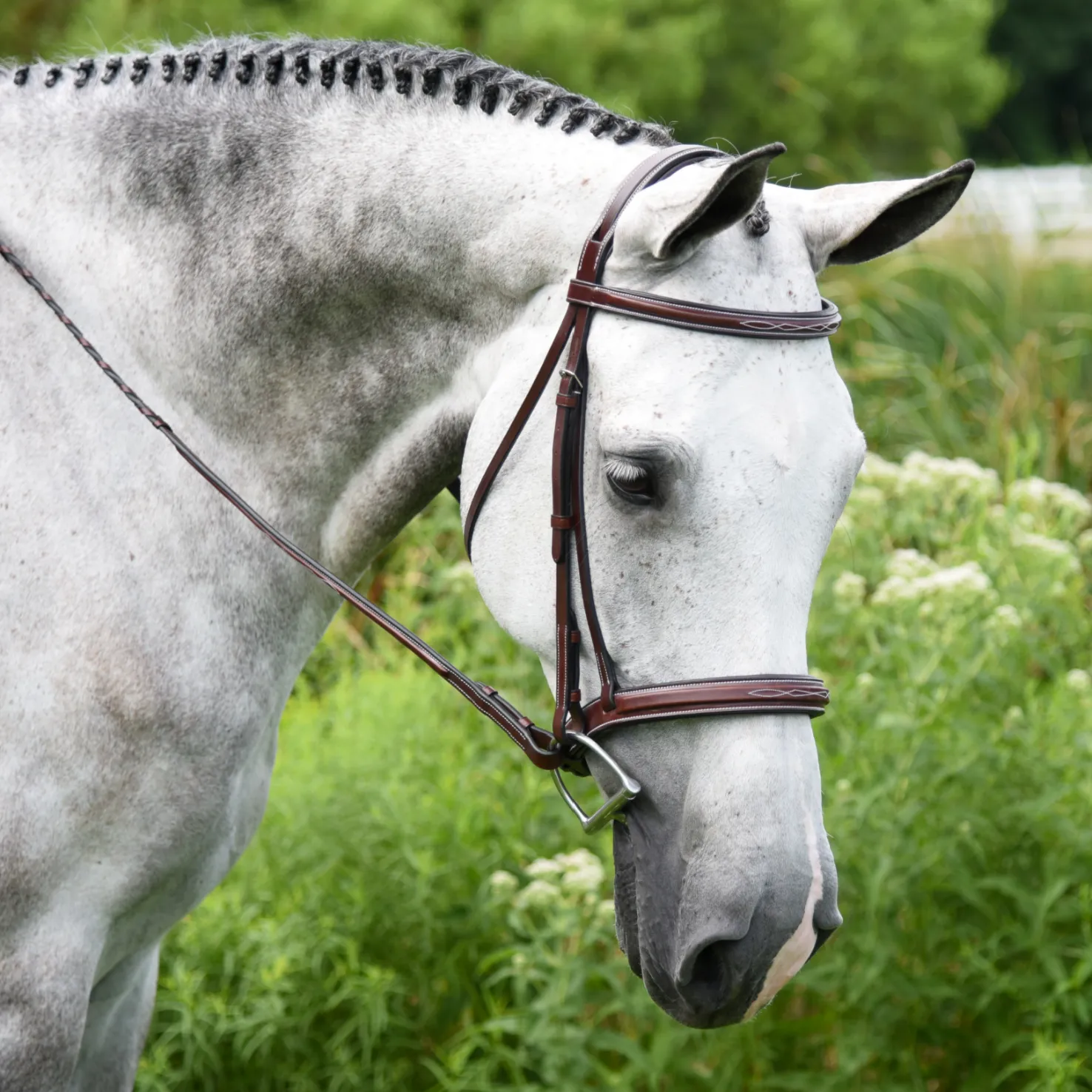 KL Italia Middleburg Hunter Bridle